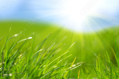 Fresh green grass against blue sky and sun beams. Abstract spring background.