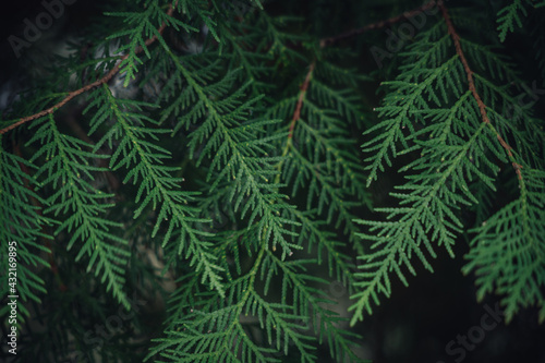  Cypress cedar tree branch. Thuja occidentalis bush is evergreen coniferous tree. Macro of cypress branch.