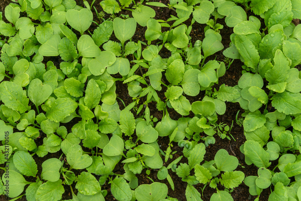 natural organic red radish in the ground natural organic red radish in the ground