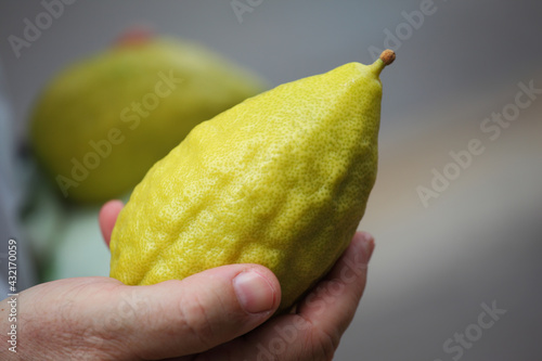 Hand holding citrus photo