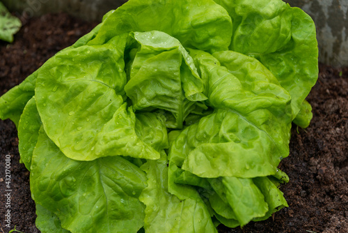 natural green lettuce leaves to eat