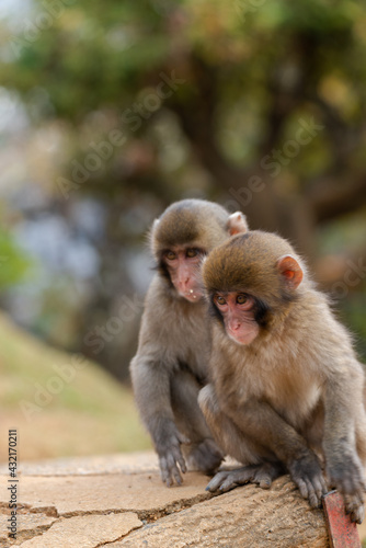 Japanese macaque in Arashiyama, Kyoto. Little monkeys are playing. © exs