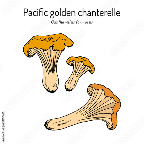 Pacific golden chanterelle cantharellus formosus , official state mushroom of Oregon