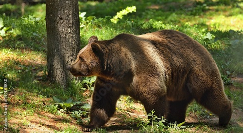 The Grizzly bear is north American brown bear. Grizzly on natural habitat  forest and meadow at sunrise. 