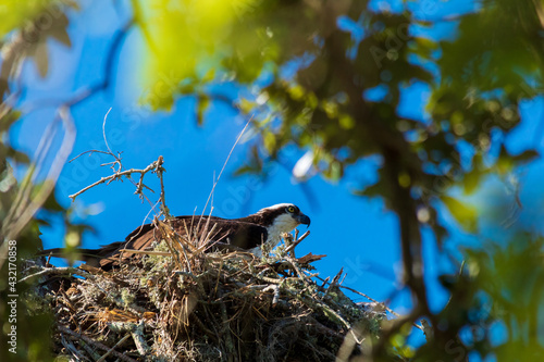 osprey in nest