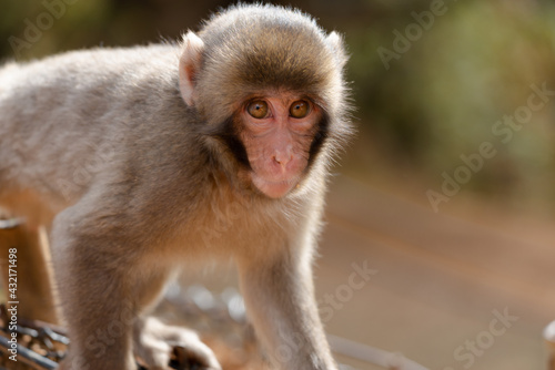 Japanese baby macaque in Arashiyama, Kyoto. © exs