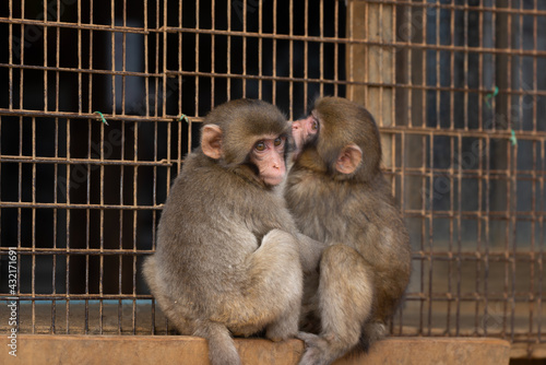 Canvas Print Japanese macaque in Arashiyama, Kyoto