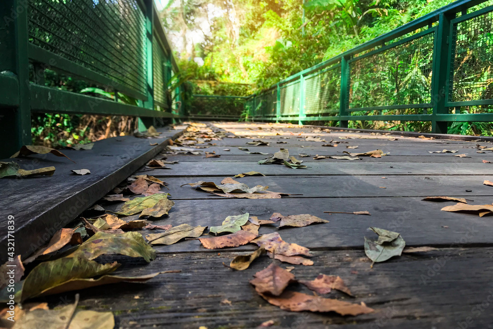 Obraz premium A bridge in the forest natural background