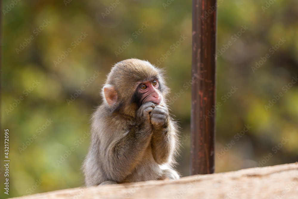 Japanese baby macaque in Arashiyama, Kyoto. Japanese baby macaque in Arashiyama, Kyoto.