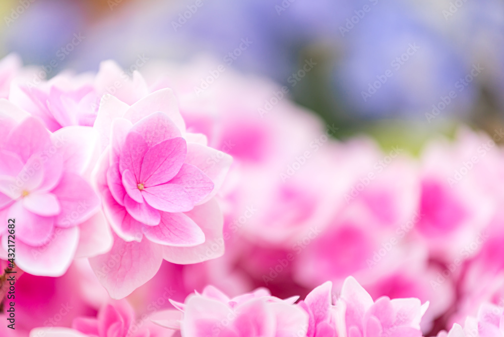 かわいい紫陽花のアップ写真