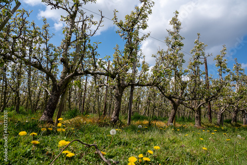 Fototapeta Naklejka Na Ścianę i Meble -  Spring white blossoms of pear trees on fruit orchards in Zeeland, Netherlands