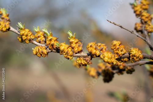 Young shoots and flowering sea buckthorn macro photography