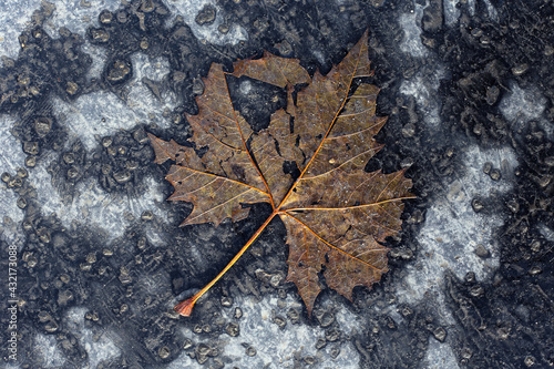 фотографія Decomposing brown tree leaf on the concrete in autumn; color photo