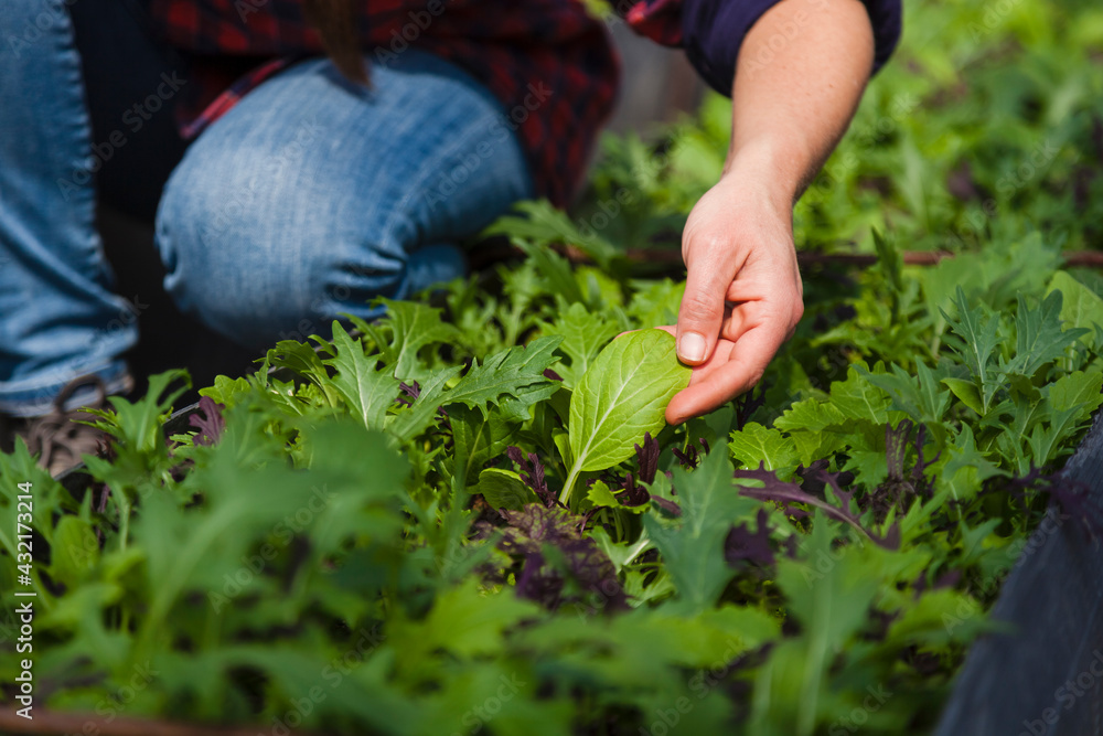 Fototapeta premium Woman picking salad on organic farm