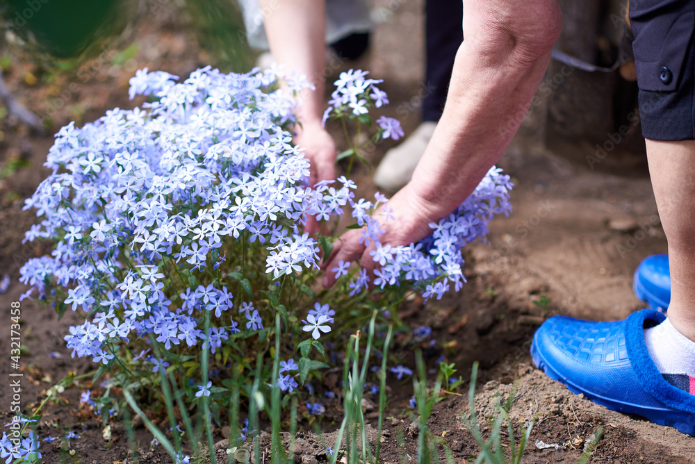 Woman shoveling blue phlox seedlings for planting Woman shoveling blue phlox seedlings for planting