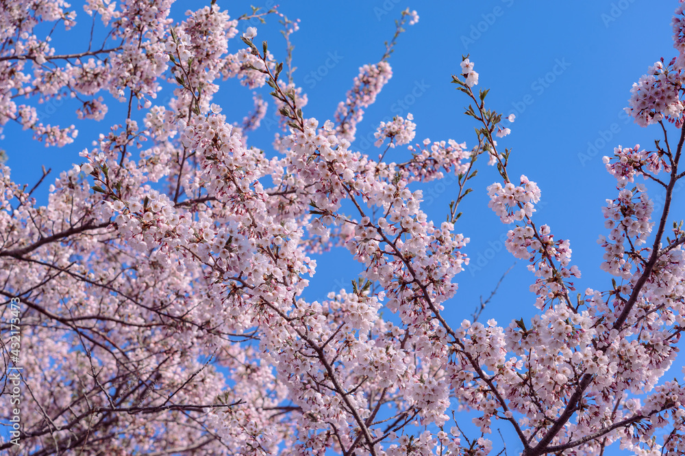 北海道石狩市の桜 北海道石狩市の桜