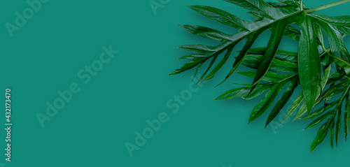 Leaf of Phak Naam Lasia spinosa a plant of the family Araceae on blue background