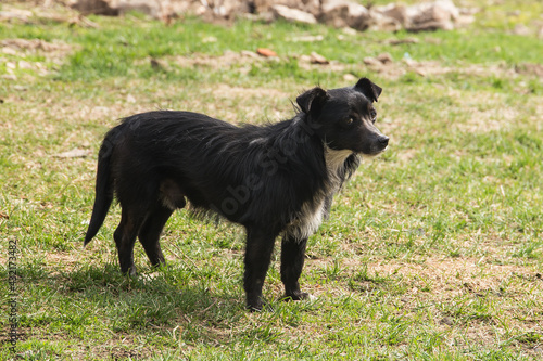 a stray dog ​​in an abandoned village