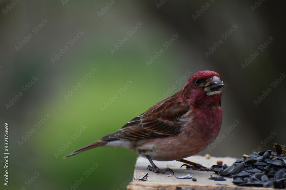 A purple finch bird at the feeder A purple finch bird at the feeder