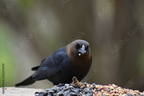 Billede på lærred A brown-headed cowherd at the feeder