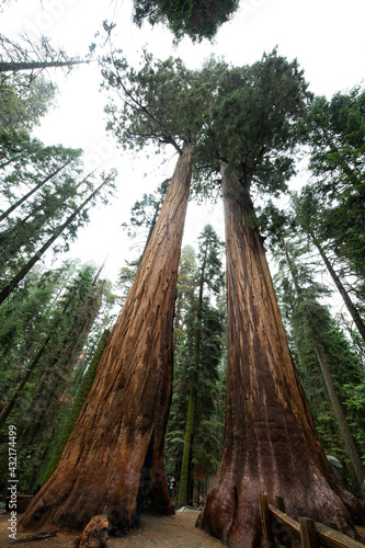 Sequoia trees