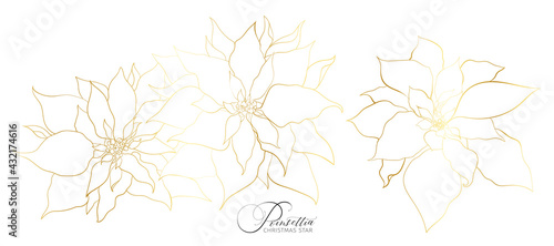 Poinsettia inflorescence in an elegant golden line