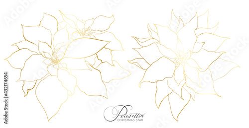 Poinsettia inflorescence in an elegant golden line
