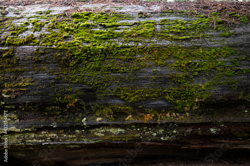 Mosses and Sequoia bark