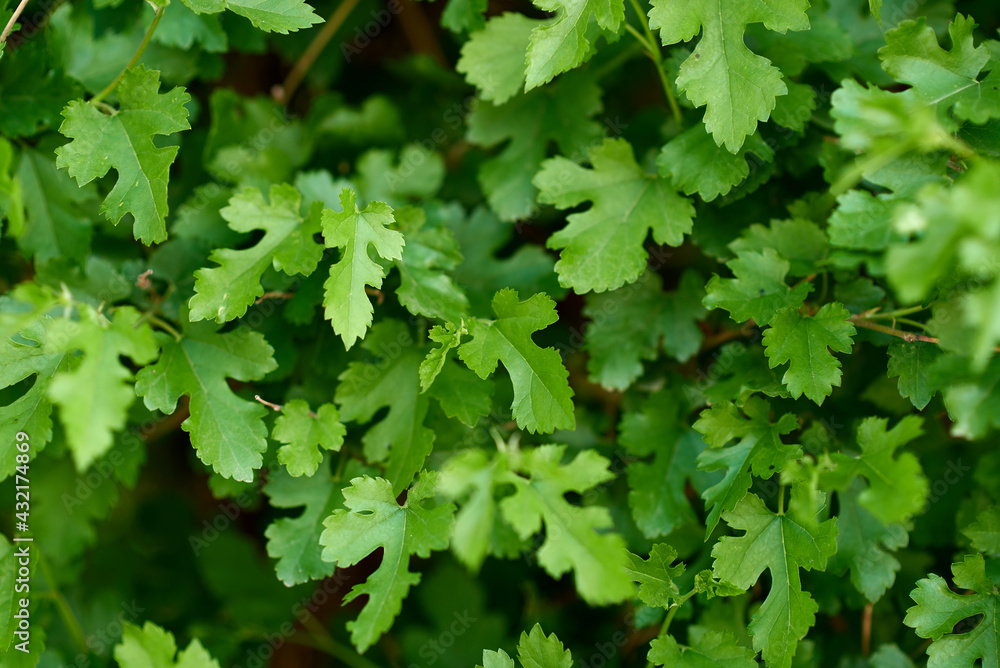 Background of green fresh five-toed leaves serrated edges Background of green fresh five-toed leaves serrated edges