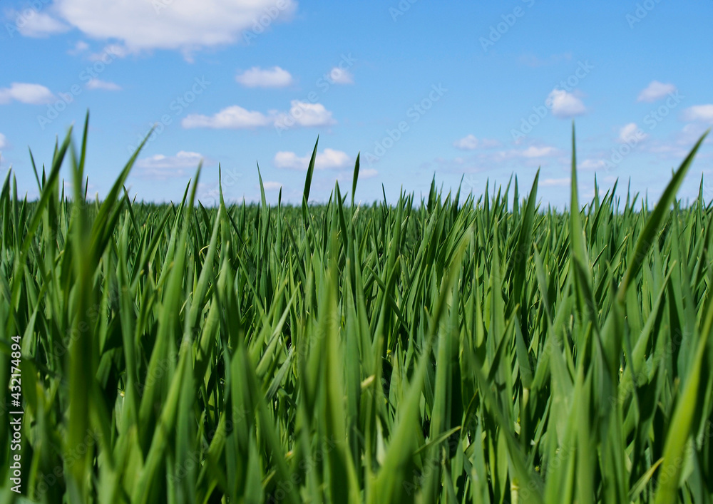 Bright blue sky with clouds and juicy spring grass