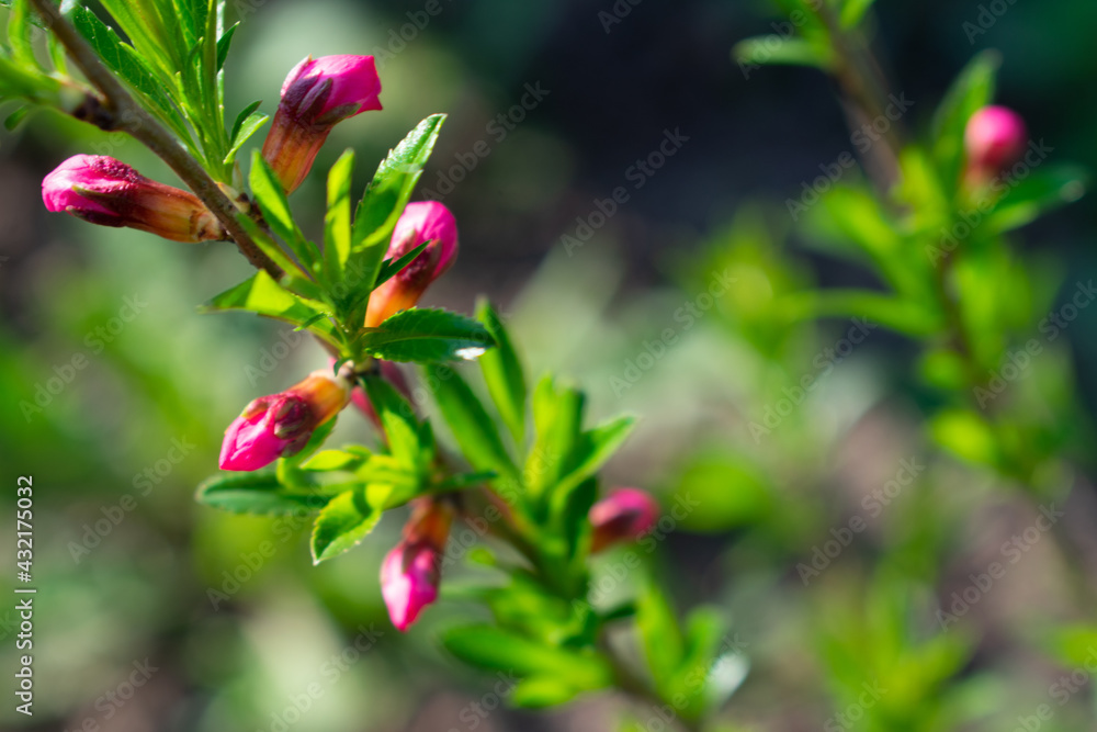 Young shoots of decorative miniature almonds Young shoots of decorative miniature almonds