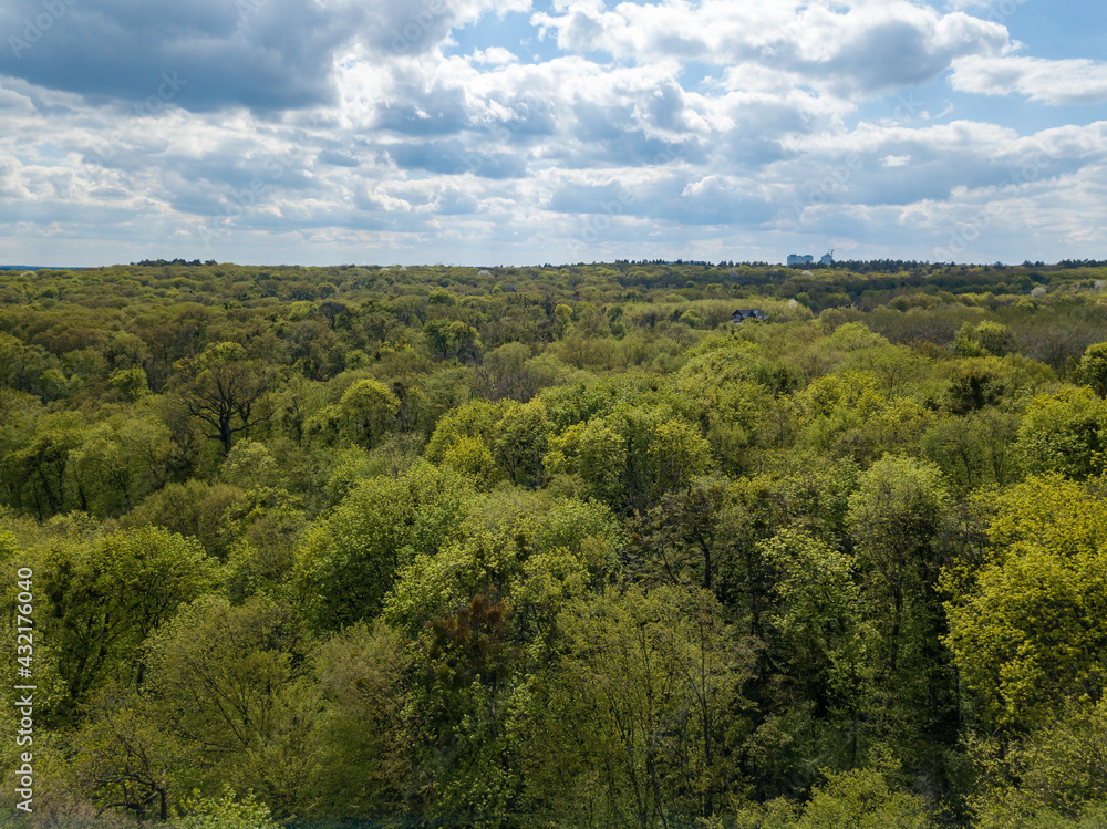 Fototapeta premium Green trees in deciduous forest in early spring. Aerial drone view.
