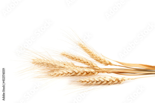 Sheaf of wheat ears on white background. © trotzolga