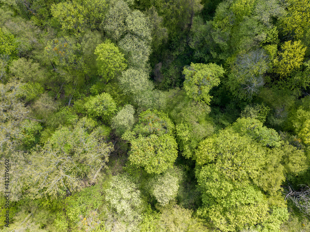 Green trees in deciduous forest in early spring. Aerial drone view.