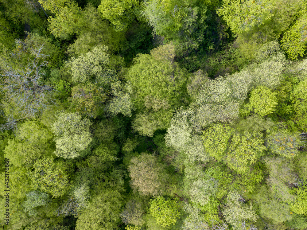 Green trees in deciduous forest in early spring. Aerial drone view.