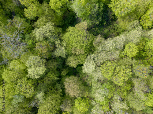 Green trees in deciduous forest in early spring. Aerial drone view.