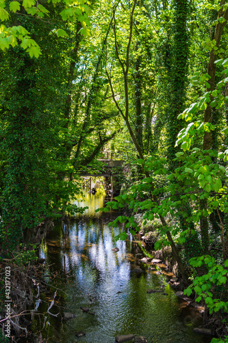 stream in the forest