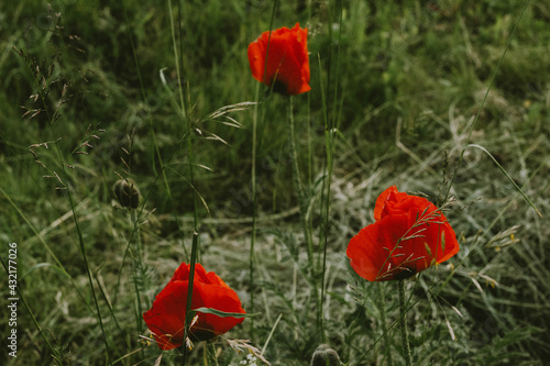 red poppy flowers