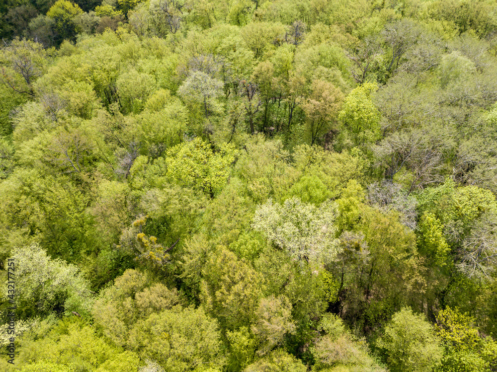 Green trees in deciduous forest in early spring. Aerial drone view. Green trees in deciduous forest in early spring. Aerial drone view.