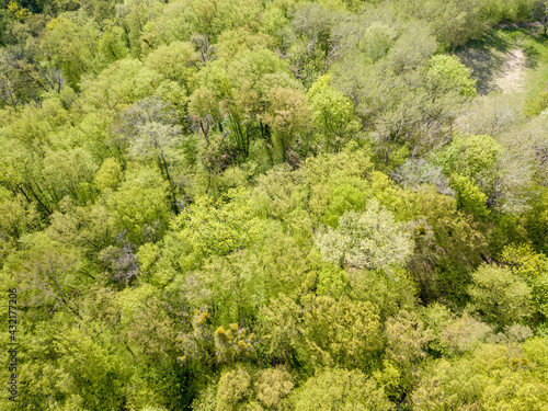 Green trees in deciduous forest in early spring. Aerial drone view.