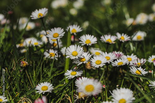 Wild grass infested with English daisy white fairies, highlighting the beauty of Mother Nature in the spring months. A dress made up of petals of Bellis perennis