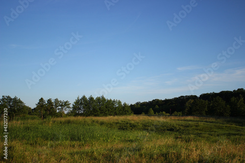 forest and sky