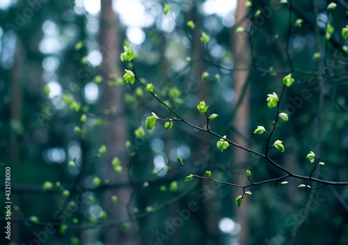 Young Spring Leaves.  Nature Spring and Summer background.