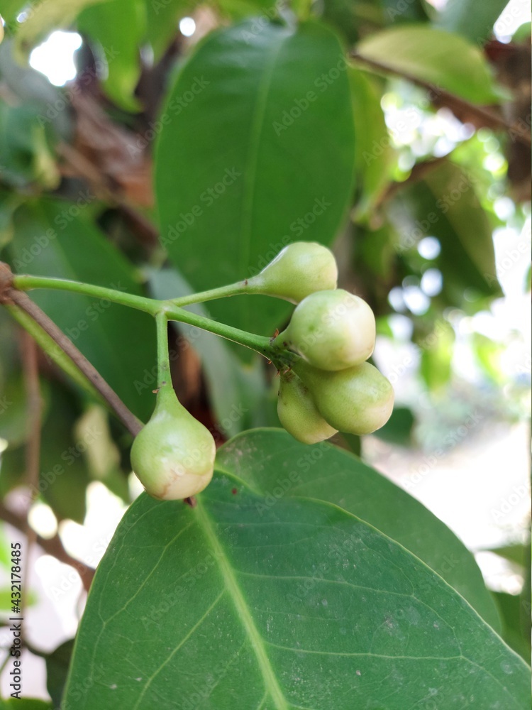 figs on a tree figs on a tree