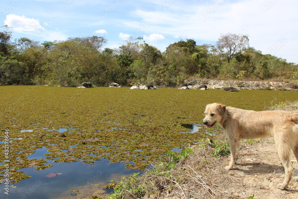 Obraz premium Dog in the river