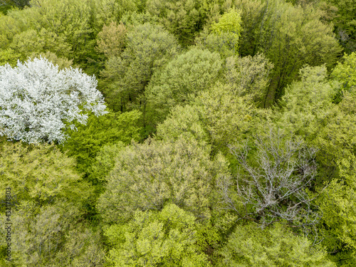 White blooming apple tree among the green forest in early spring. Aerial drone view.