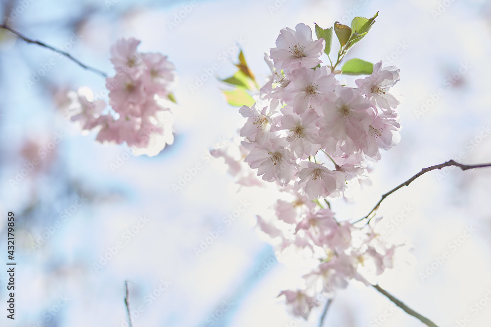 Sakura flower tree. Delicate branch in sunny day. Spring background. Tenderness concept. Pink flowers. High quality photo Sakura flower tree. Delicate branch in sunny day. Spring background. Tenderness concept. Pink flowers. High quality photo