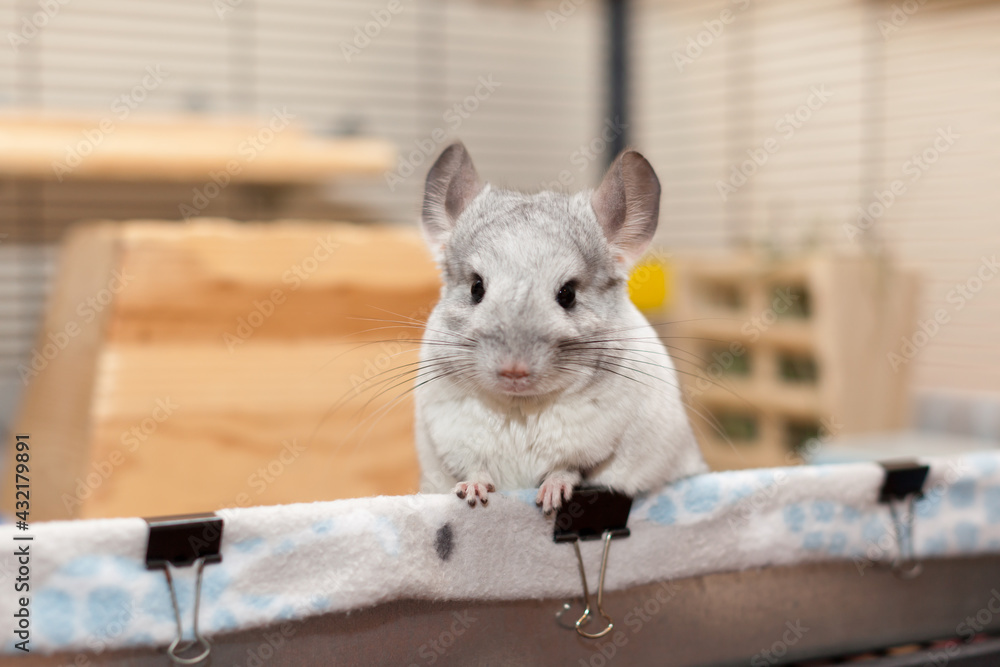 Obraz premium Chinchilla In Play