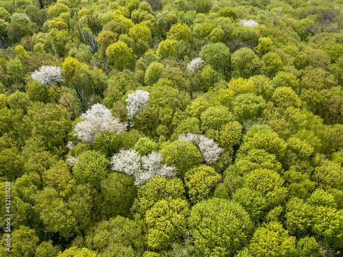 White blooming apple tree among the green forest in early spring. Aerial drone view.