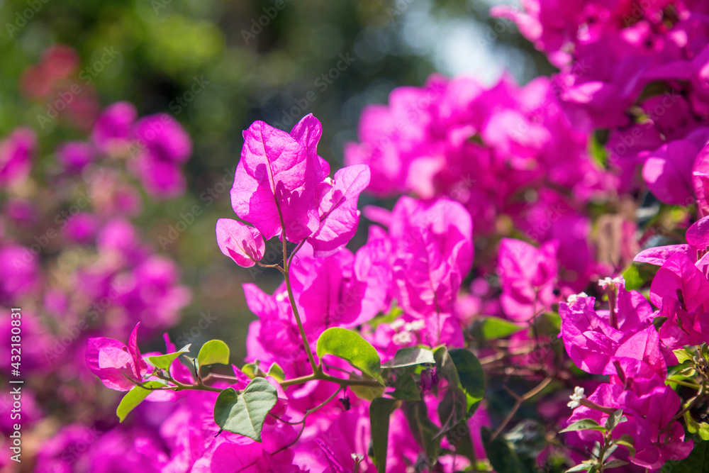 Lesser Bougainvillea flower in the park Lesser Bougainvillea flower in the park
